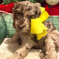 A labradoodle puppy with blonde and brown coloring and a bow tied around her neck for Christmas.