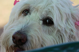 Sophie Cohen, a white labradoodle dog.